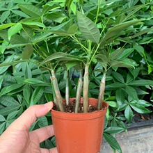 发财树种子原生苗小盆栽树室内办公室客厅观叶四季常青易养护