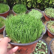 �M�ں����ݷN�Ӳ�ƺ�o�²��Ѱ��G������������é�ļ���ͥԺ��׼