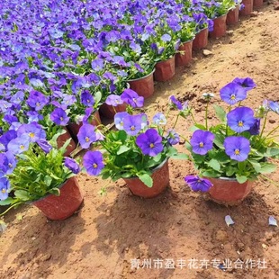 Pansy Potted Florals, Small Pansy, Sichuan Gardening and Greening Ground Cover Plants, Cold-Resistant Seasonal Florals