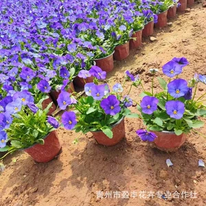Корпоральные горшечные растения цветы Маленькая тройка -розыгрыш 堇 Sichuan Garden Greenery используется для холодных цветов