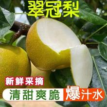 江西赣州新鲜梨子当季绿宝石青梨青皮梨水果翠冠梨脆梨整箱