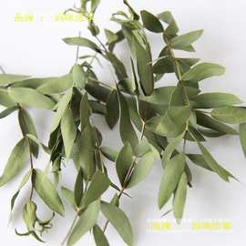 天然干树叶真树叶标本干花diy手工装饰材料包植物书签压花幼儿园