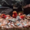 [4-5mm]*[larvae snail]-[early adopter] 2 pieces + 1 spare + 1g snail food