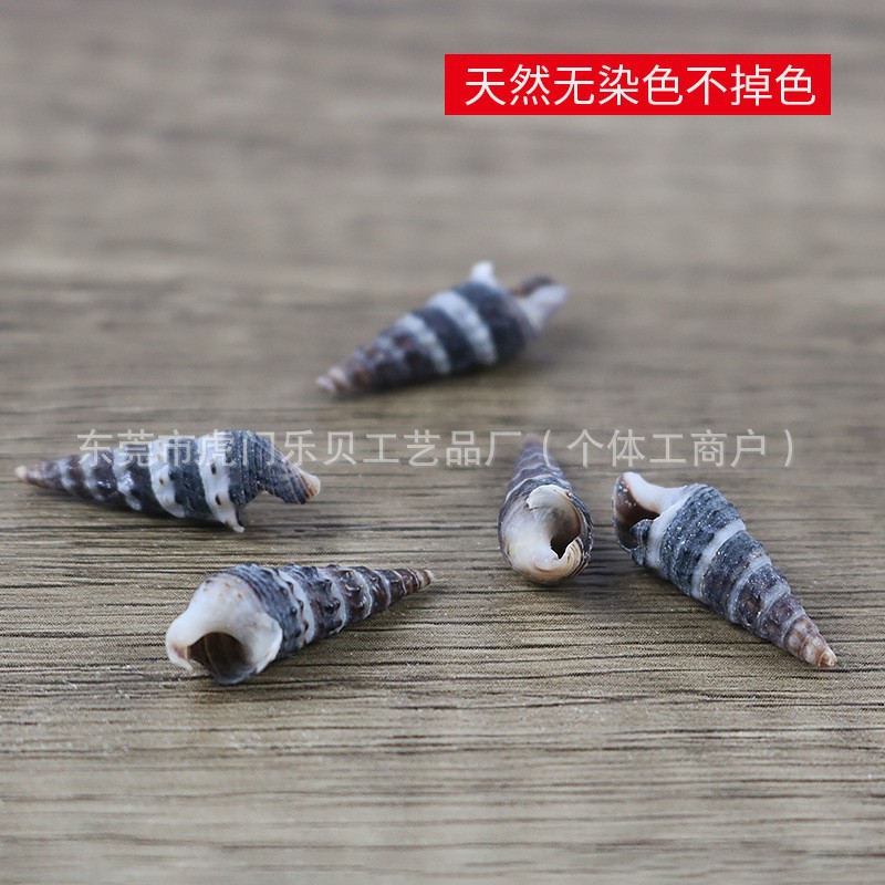 Concha Daquan natural con cera de pescado, materiales decorativos mediterráneos DIY al por mayor