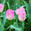 Tulip species ball flower seed seed seed seed seeds are easy to live cold water resistance to soil cultivation pots and pots of imported heavy petal balls in the Netherlands