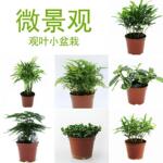 景观观叶小叶罗汉松创意小盆栽袖珍椰子狼尾蕨冰水花文竹黑珍珠