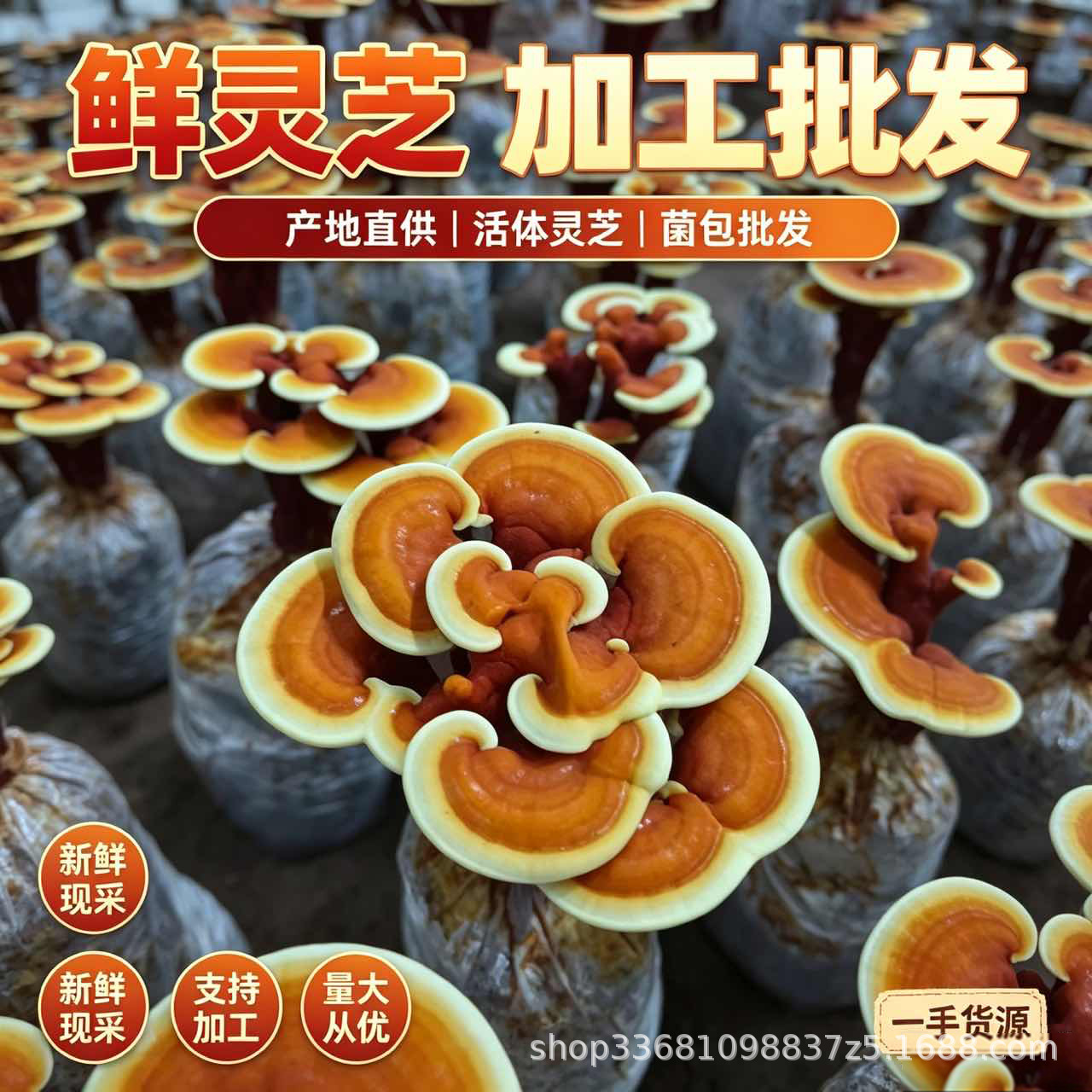 Dried Reishi Mushroom Slices Ling Zhi Herbal Tea Traditional Wellness 50g specifications