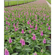 �뻨���ż{�Ӂ��� �����^�p������ �ɶ��@�־G��������ľ�ر�ֲ��