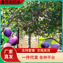 һlӘ޽ӷشA÷ͥԺϱNֲ