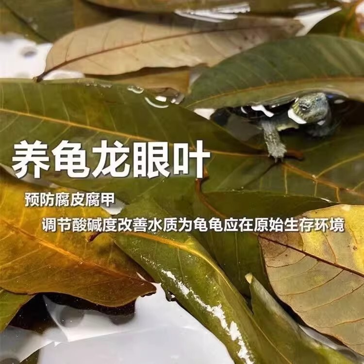 Turtle Longan Leaf Rotting Skin Rotten Shell Hiding Turtle Use Turtle Leaf Turtle Tank Turnover Box Water Quality Landscaping Ecological Freshwater Turtle Longan Leaf Rotting Skin Rotten Shell Hiding Turtle Use Turtle Leaf Turtle Tank Turnover Box Water Quality Landscaping Ecological Freshwater
