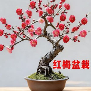 ÷�����Լt÷�������ͥԺֲ���̨���㻨���ͺ��ļ��Ϙ��辰�D÷