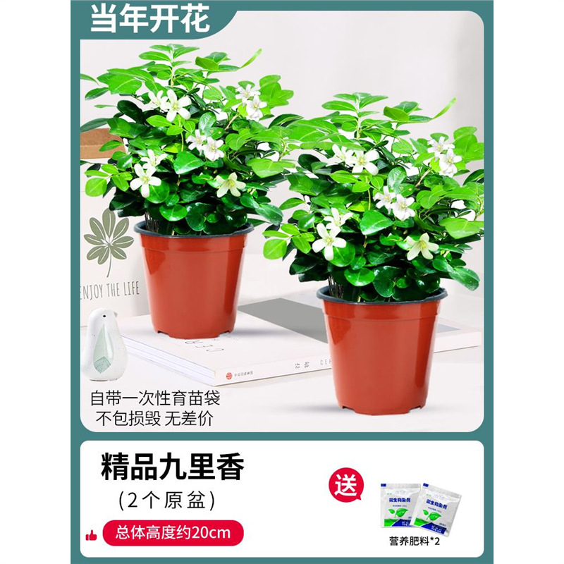 [두 화분 특별 제공] 부티크 90#지우리샹(원래 화분) + 비료