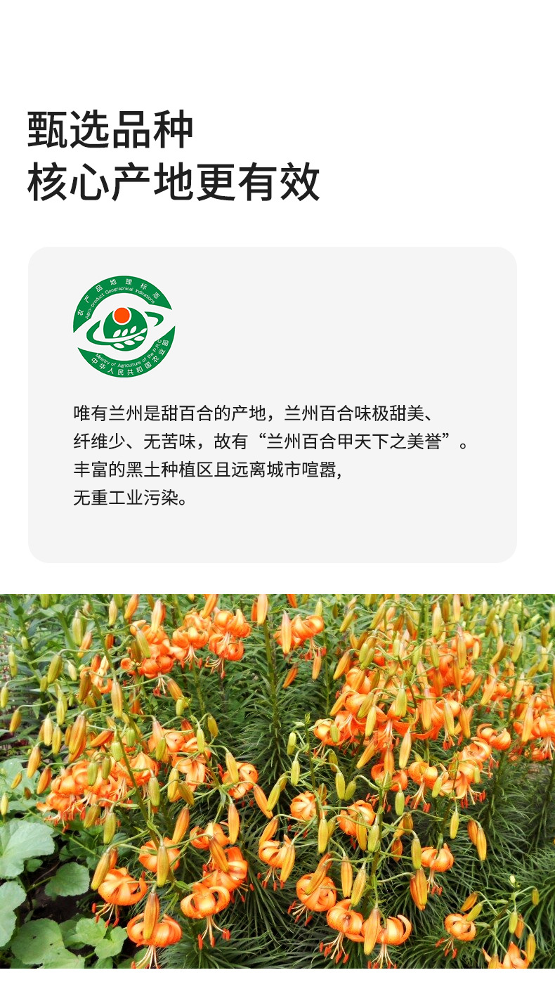 Dried Lily Bulb Bai He 百合 300g Canister Sulphur-Free Edible Slices for Soup Congee and Herbal Tea quality and texture