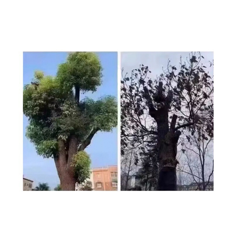 四季通用の荒涼とした喬木のつるの木の雑多な針が倒れて荒涼としています。|undefined