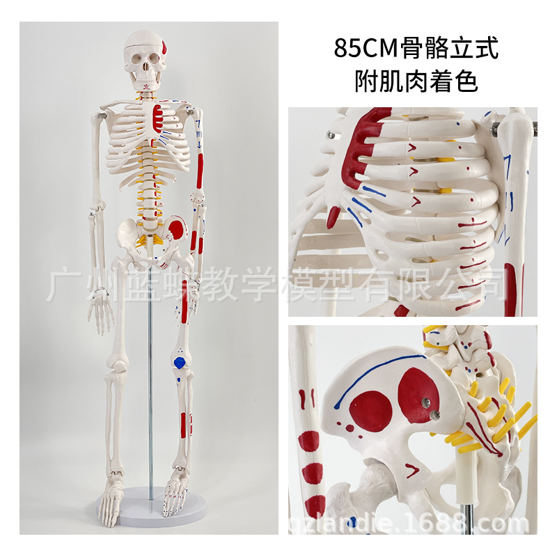 85cm�������ģ��170cmȫ�����˹Ǽ�����ģ��С���ý�ѧ��׵ģ��