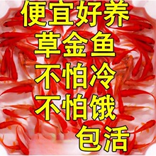 小金鱼苗观赏鱼冷水耐活好养鱼淡水红白锦鲤活鱼小型鱼金鱼活鱼