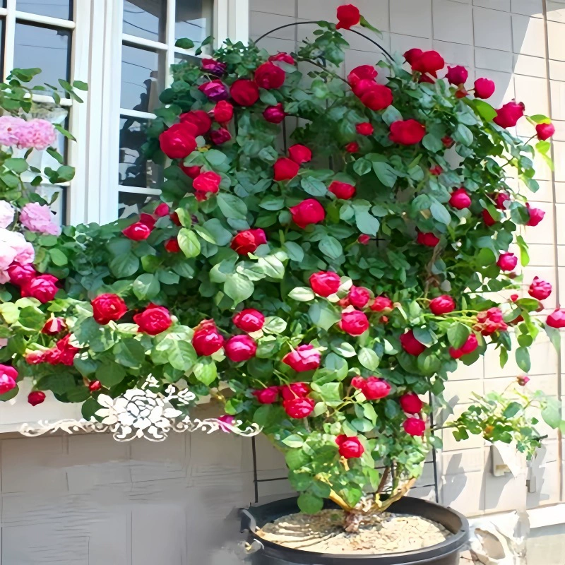 Саженцы роз, вьющиеся лозы, цветут в любое время года, розовые растения Dragon Sand Gem, вьющиеся розы, горшечные растения, большие саженцы для внутреннего и наружного двора.