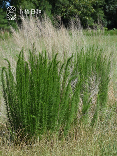 С���պ� �z�~���m&ldquo;����֮��&rdquo;EUPATORIUM�������ͺ��޸��^�p��