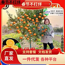 һ�����lɳ�ǽۘ�����������Ϸ������Nֲ���Ә���̽۹�������