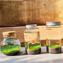 微景观生态瓶迷你玻璃瓶鱼缸办公室绿植水草种子发芽记录