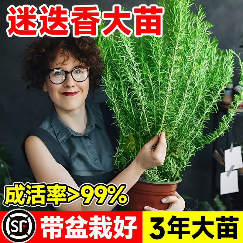 Rosemary Potted Steak Lost Seedlings Edible Vanilla Mint Mosquito Repellent Nemesis Indoor Living Room Green Plants Rosemary Potted Steak Lost Seedlings Edible Vanilla Mint Mosquito Repellent Nemesis Indoor Living Room Green Plants