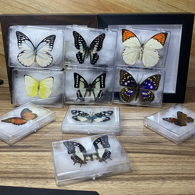 真蝴蝶标本塑料盒展翅各种原蝶杂蝶 昆虫甲虫幼儿园教具教学收藏