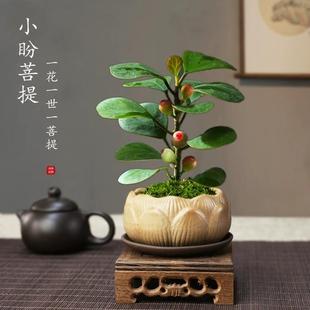 Little Bodhi Tree Bonsai with Fruits Green Plant Indoor Potted Flower Office Desktop Chinese Ornament Fortune Plant