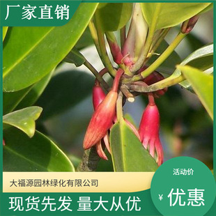 [Base Wholesale] Mulang Engineering Greening Seedlings, Large Quantity, Excellent Price, Complete Specifications, Four Seasons Planting