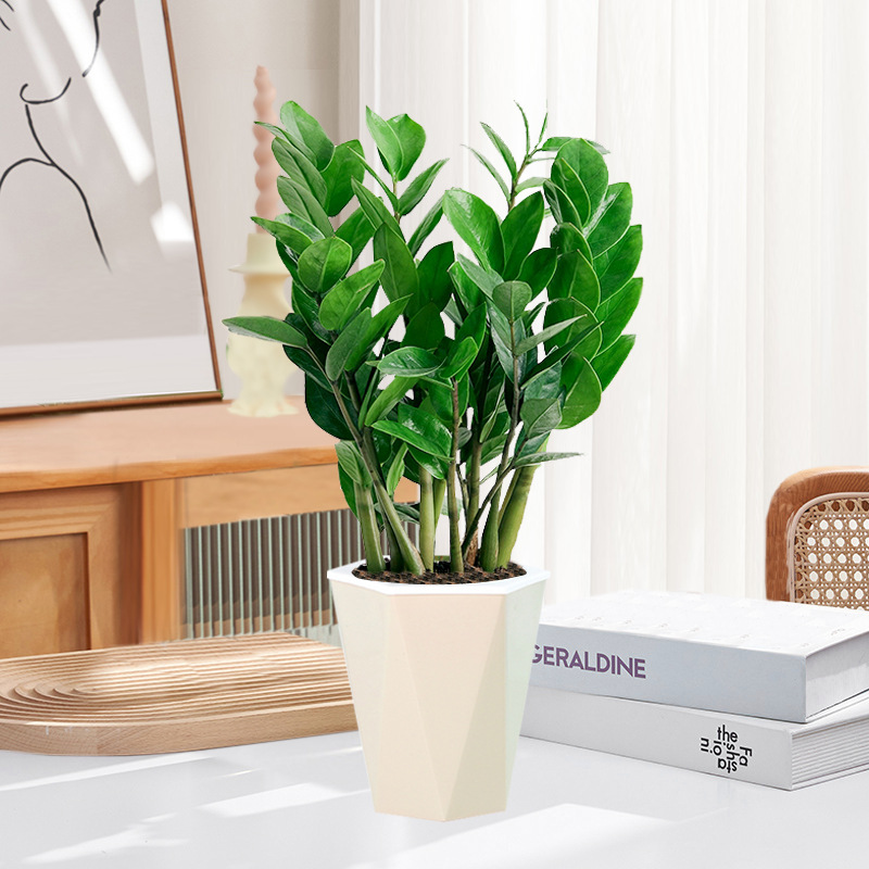 Pohon uang 25-30cm6-8 (baskom penyerap prismatik) pupuk khusus