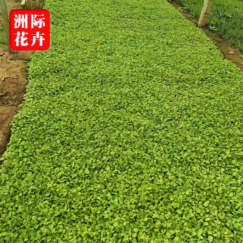 二月兰杯苗 基地大量批发  耐寒地被草花植物  时令草花
