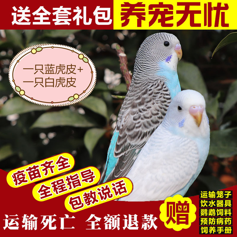 生きたオウム、生きた鳥、セキセイインコ、話す鳥、ペットの鳥、雲の斑点、小さな飼い慣らされたオカメインコ、生きた鳥|undefined