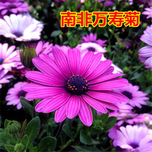 【跨境供货】南非万寿菊种子非洲菊菊种籽蓝眼菊蓝目菊花籽耐寒四