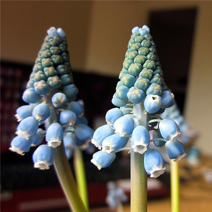 Dropshipping 11 Imported Grape Hyacinth Seed Bulbs for Hydroponic Potted Flower Seeds That Are Cold-Resistant and Bloom in All Seasons