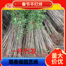一件代发榆树苗 榆树小苗 白榆家榆 榆钱树 绿化树 别墅庭院 绿化