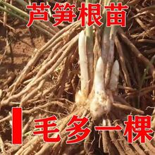 芦笋根苗芦笋苗根食用蔬菜苗四季多年生阳台盆栽种植芦笋苗