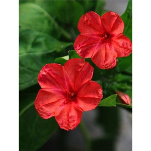 򻨷N ҹԵ׻@ˇ ܷNӴS۰