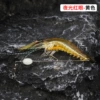 Old classic classic Shrimp-yellow
