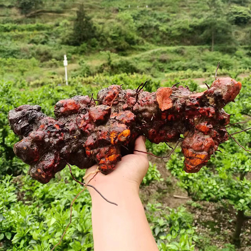 Wild Jin Gang Teng Smilax Root 金刚藤 Dried Herbal Root for Wine Infusion and Tea 2500g quality and texture