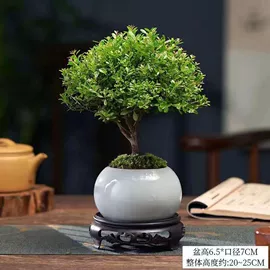 盆栽;乔木;灌木