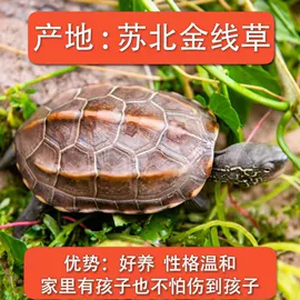 工业产品胶带;衣柜;餐椅