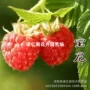 宝尼地栽好吃盆栽树莓苗