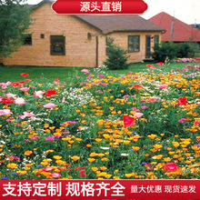 ˹ջNɣNļ_N׻NͥԺ⻨ҰMl