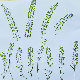 Green Bell Grass Lone Pet Embossed Plant Specimen DIY Photo Frame Bookmark Table Lamp Gel Dropping Mobile Phone Case Dried Flower Baffle