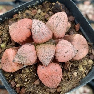 Ruby Silver Japanese Green Plant Potted Landscape Succulent Greenhouse Wholesale Agave Cactus Succulent