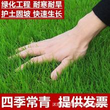 假俭草草坪种子果岭草种子地被草种子假俭草矮型草籽四季常青耐寒