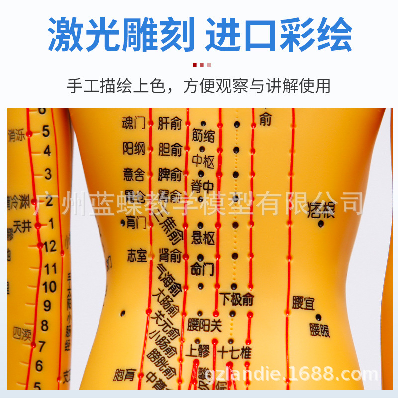 52 62CM�����������ͭģѨλ����ģ�����Ѩλ��ѧģ������ģ��