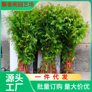 Dropshipping Fast-Growing Metasequoia Saplings, Metasequoia Saplings, Courtyard, River Road, Farmland, Slope Protection, All Year Round