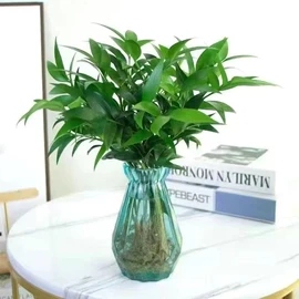 乔木;盆栽;灌木