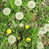 supply Dandelion Extract Plant extract Chinese herbal medicine extractive Extract Yuanrui Produce