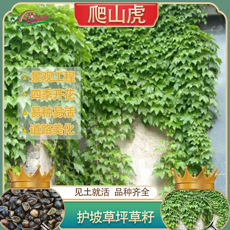 Четыре сезона легко расти горный комплекс зеленый Лиана травы видов восхождение декоративные земли семена хлопчатобумажной травы балкон двор виноградные растения